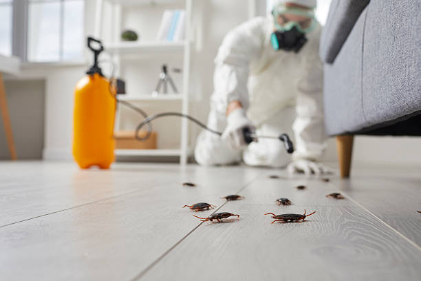 Commercial Kitchen Cockroach Control in Apollo